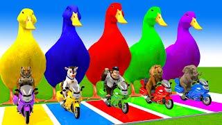 5 Giant Duck Cartoon,Cow,Mammoth,Dog,T-Rex,Lion,Tiger Paint Wild Animals Crossing Fountain Animation