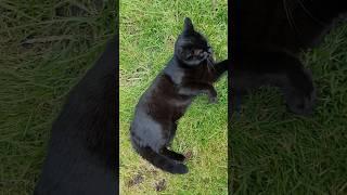 Playing time #cute #cat #viral #catvideos #catlover