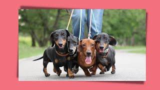 Mix Dachshund Video Dog Around The World. Cute Miniature  wieners Teckels Sausage dogs.