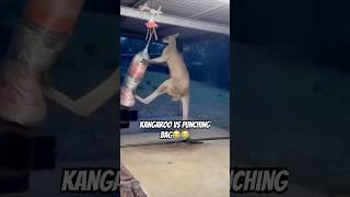 Kangaroo VS Punching Bag #memes #meme #funny #shorts