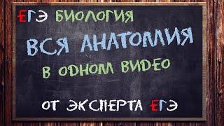 Вся анатомия ЕГЭ тут от эксперта ЕГЭ | Биология ЕГЭ