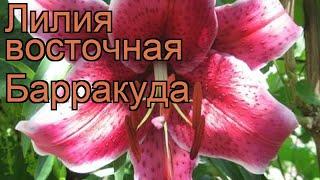 Лилия восточная Барракуда (lilium)  лилия Барракуда обзор: как сажать луковицы лилии Барракуда