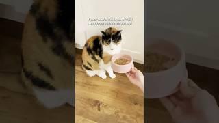 Before vs. After we adopted a street cat  #calicocat