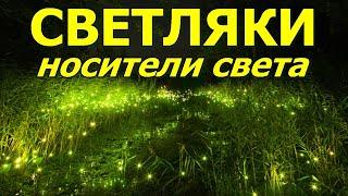 СВЕТЛЯКИ - Носители света