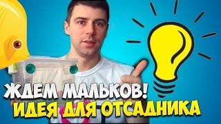 ИДЕЯ ДЛЯ ОТСАДНИКА с мальками гуппи в общем аквариуме, жду мальков и импровизирую | САМОДЕЛКИ