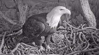 FOBBVJackie Delivers A HUGE Pine Cone!Welcome To The Nest, Gentle Jeffrey2024-10-20