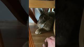 Flemish Giant Rabbits SUPER FAST CLAWS