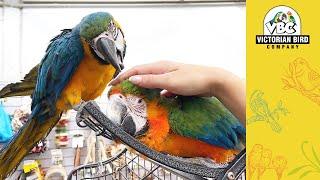 Hand Reared Parrots Melbourne | Victorian Bird Co