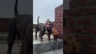 ️️ #iambullylover #pitbull #bullybully #americanbully #pitbullpitbull #iambullylover