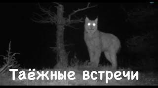 Встречи на Аяне. Животные плато Путорана / Photo trap. Animals of Siberia. / Сибирь