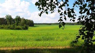 Пейзажи лета: живописное поле летом. Звуки живой природы.