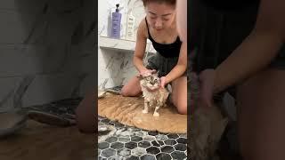 The easiest cat bath in the world. #catmom #catmomlife #catbath #calmcat #chillcat #cat #catgrooming
