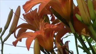 Лилия оранжевая! Лилейник (Hemerocallis)