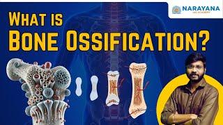 What is Bone Ossification? | Polity and Science & Technology| Narayana IAS Academy