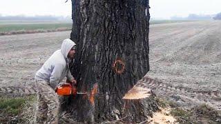 Incredible Fastest Skill Huge Tree Felling With Chainsaw, Dangerous Stihl Chainsaw Cutting Tree Down