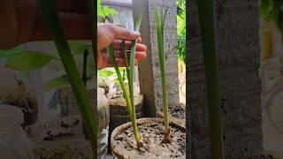 How to make marigold flower in home #shorts #garden #youtubeshorts
