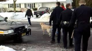 "Dangerous" Yellow Lab? Taken by Police.