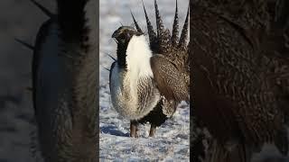 North American Bird #shorts #factsmine