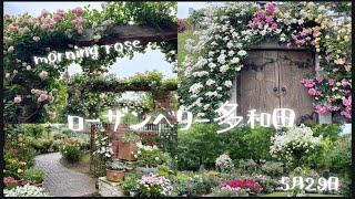 ローザンベリー多和田の朝バラに癒されました。#ローザンベリー多和田 #朝バラ#クレマチス#滋賀県#バラ#ガーデニング#園芸