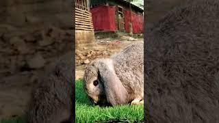 holland lop #shorts #youtubeshorts #pets #rgexoticpethouse