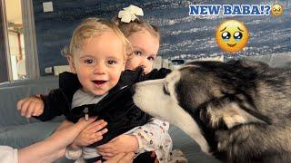 Excited Husky Cannot Contain Her Excitement Meeting New Family Baby! [CUTEST EVERR!]