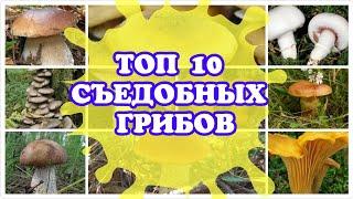 ТОП 10 СЪЕДОБНЫХ ГРИБОВ