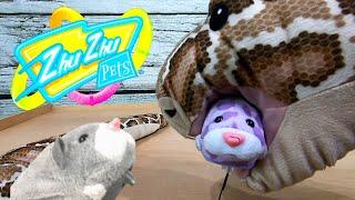 Zhu Zhu Pets Get Eaten by Boa the Constrictor Snake