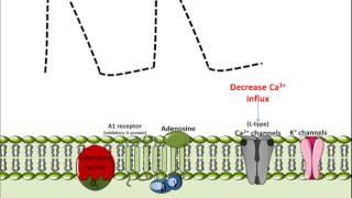 Mechanism of Action for Adenosine