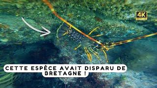 J’observe et pêche une langouste et des homards en apnée ! Chasse sous marine Bretagne sud