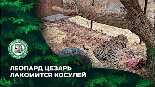 Леопард Цезарь лакомится косулей