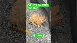 #cat