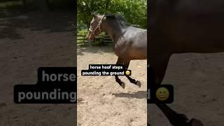 Morgan Horse Cantering In The Paddock  #shorts