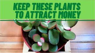 7 House Plants That Attract Money | Money Attraction