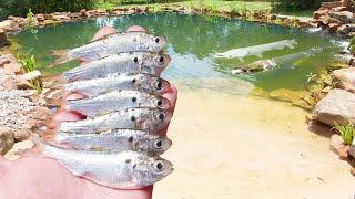 My Pet Alligator Gar are Hungry!