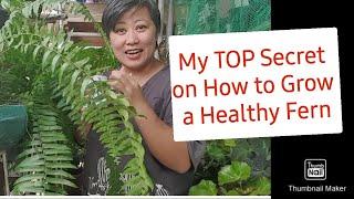 How Did My Boston Ferns Survived for Two years? Sharing my Secret. #gardening #fernscare #HNTVBAGUIO