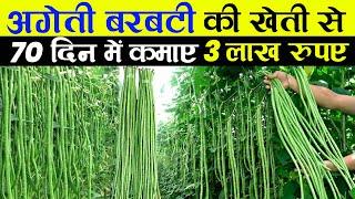 बरबटी की खेती कैसे करे | Barbati ki kheti | लोबिया/Cowpea/बरबटी संपूर्ण जानकारी |Advance agriculture