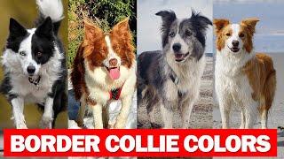 Border Collie Colors And Pattern | Gorgeous Border Collie Colors And Pattern That are popular today