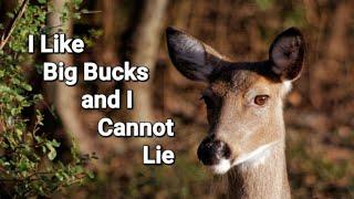 Take the Long Way Home | Wild Alberta | Raw Footage | #whitetaildeer #grazing