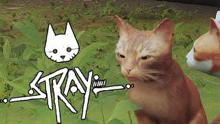 Doing it kitty style - STRAY Gameplay