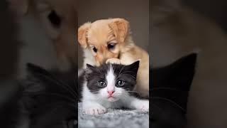 Cute Kitten and Puppy #kitten #cute #puppy #cat #pets #doglover #disney  #shortvideo #shorts