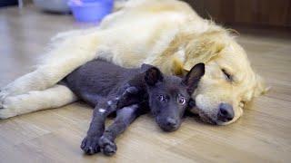 Gentle Golden Retriever Helps Scared Rescue Puppy Feel Safe Again