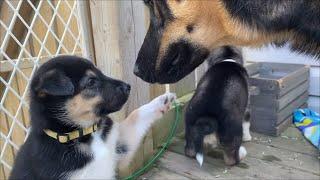 Gerberian Shepsky Puppies Now 5 Weeks Old!