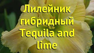 Лилейник гибридный Текила энд Лайм. Краткий обзор, описание hemerocallis Tequila and lime