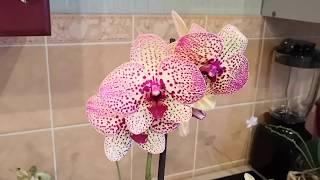 Новая посылка с орхидеями! Phalaenopsis Celebensis, Джулия, Клеопатра #орхидея #Фаленопсис