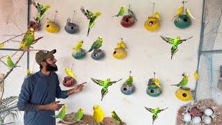 Surprise Budgies K Baby A Gaye  | Ahma Daily Pets Vlogs