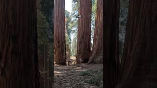 The trail to see the Largest Trees in the World #tree #trees #nationalpark
