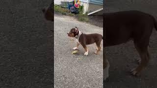 Meet Kong keeper from are first litter of American bully #americanbully #sfb #santosfamilybullies