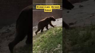 Rare Brown Bear | Bahawalpur Zoo | Ghoom With Mohsin Jee #foryou #bear