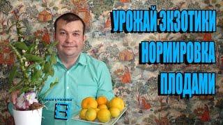 УРОЖАЙ КОМНАТНОЙ ЭКЗОТИКИ НА КАНАЛЕ ХОББИ УРАЛЬЦА. НОРМИРОВКА ПЛОДАМИ. ЭКЗОТИКА НА ПОДОКОННИКЕ