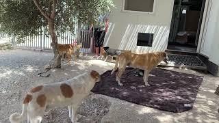 A New Life Starts for Bear! Today he is Super Excited - Takis Shelter